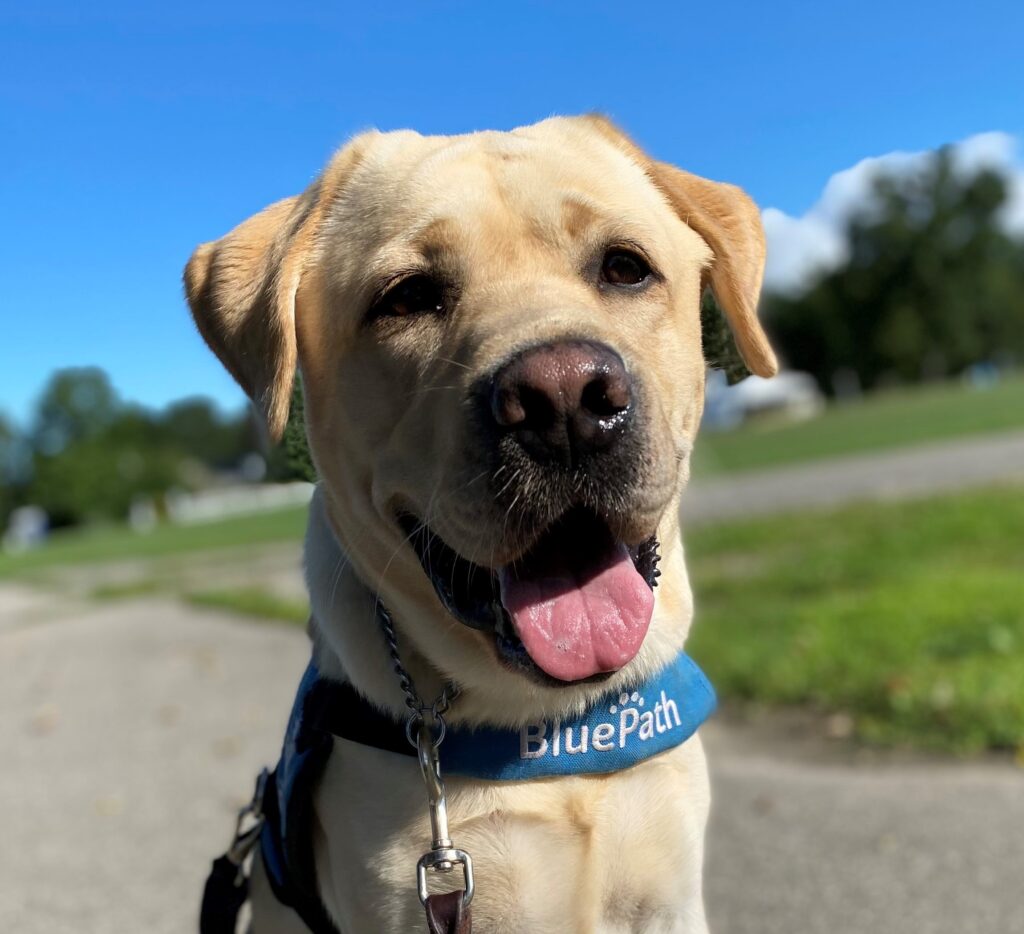 Yellow lab looking at camera, tongue out, ears perked, eyes bright